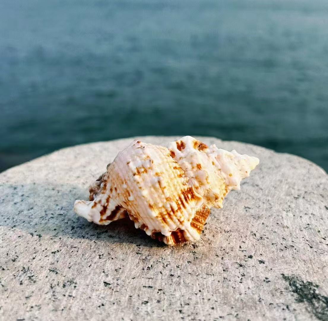 海螺特写